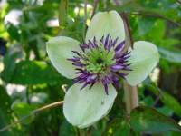 clematis florida bicolor 2.JPG